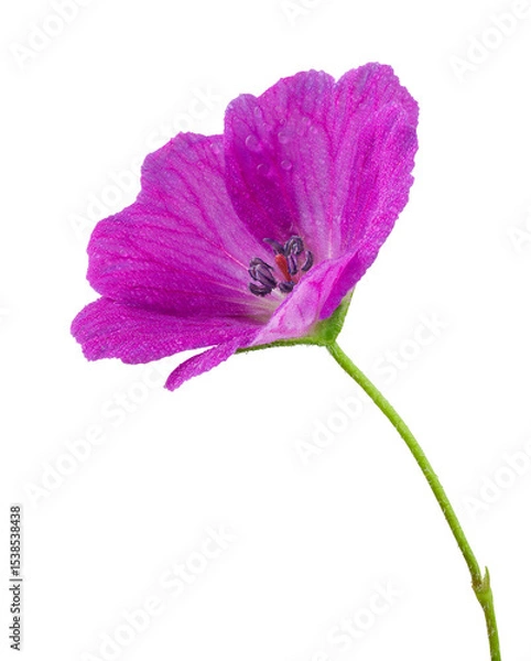 Fototapeta Wonderful red cranesbill with dewdrops in side view isolated on a white background, including clipping path.