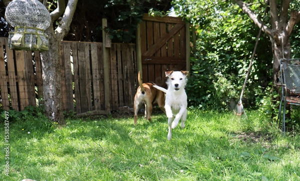 Fototapeta Two dogs playing in the garden on a sunny summer day. Selective focus.