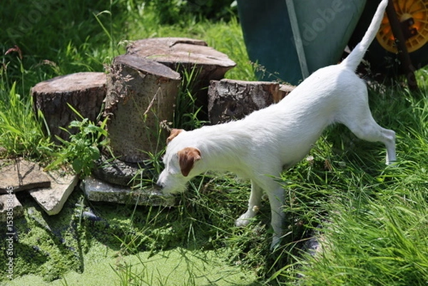 Fototapeta White Jack Russell Terrier on the edge of a pond with green algae