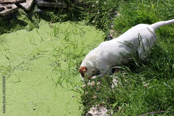 Fototapeta White Jack Russell Terrier on the edge of a pond with green algae