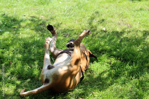 Fototapeta Boxer dog playing on the grass in the park. Dog lying on the grass with its legs up.