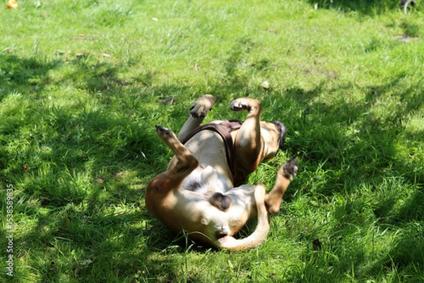 Fototapeta Boxer dog playing on the grass in the park. Dog lying on the grass with its legs up.