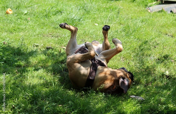 Fototapeta Boxer dog playing on the grass in the park. Dog lying on the grass with its legs up.