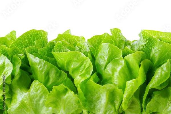 Obraz vibrant lettuce leaves isolated on white background