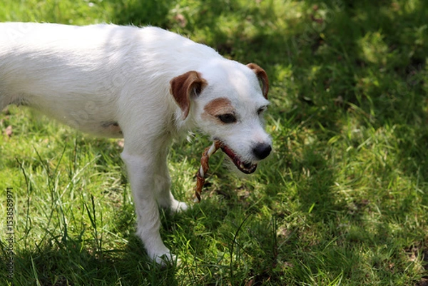 Fototapeta Portrait of a Jack Russell Terrier. Jack Russell Terrier in the garden on a sunny summer day.