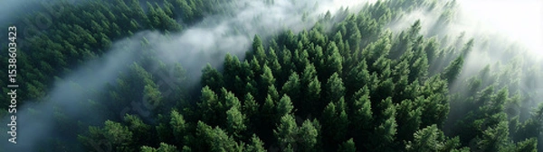 Fototapeta Dense green forest with mist and sunlight creating serene and peaceful atmosphere over tall pine trees in natural landscape