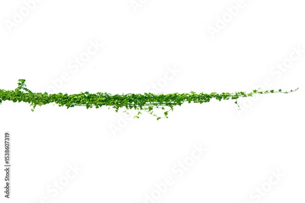 Obraz vine frame leaf vine circle Isolate on transparent background PNG file