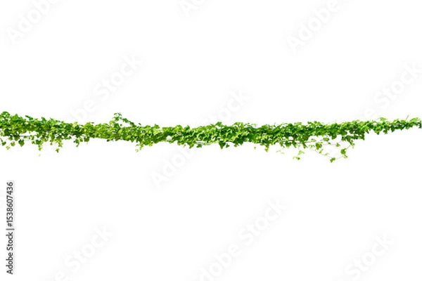 Obraz vine frame leaf vine circle Isolate on transparent background PNG file