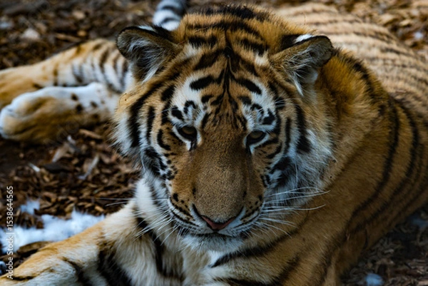 Fototapeta Majestic tiger relaxing in a natural habitat during daylight