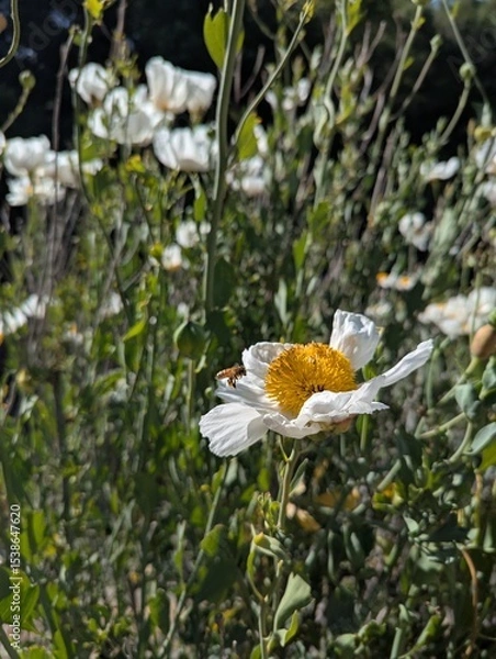 Obraz fried egg poppy and a bee