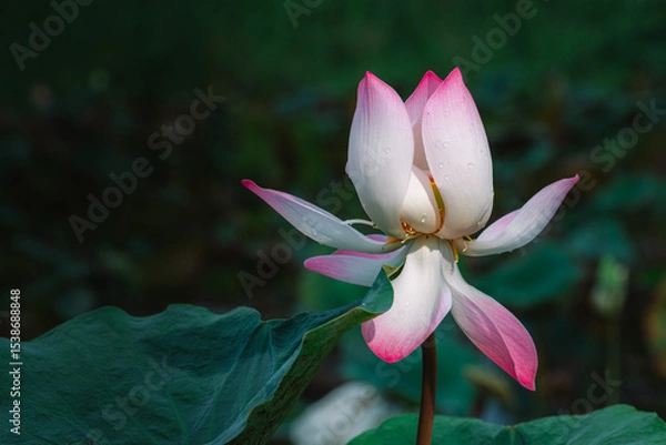Obraz Lotus flower