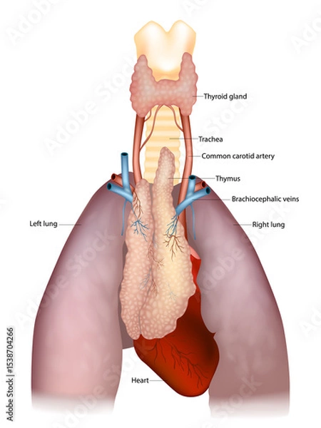 Obraz Detailed medical illustration shows the thymus in relation to the thyroid gland, trachea, common carotid arteries, brachiocephalic veins, lungs, and heart.