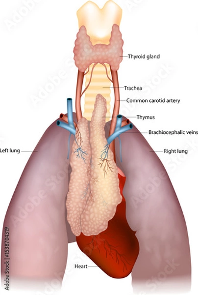 Obraz Detailed medical illustration shows the thymus in relation to the thyroid gland, trachea, common carotid arteries, brachiocephalic veins, lungs, and heart.