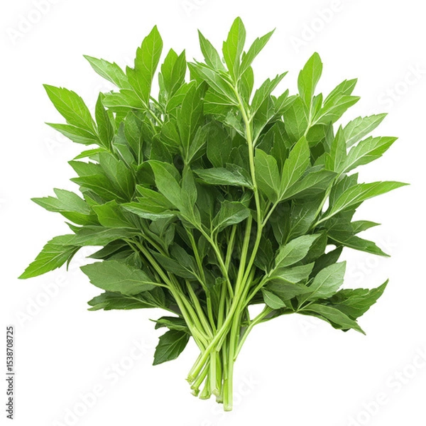 Fototapeta A bunch of green herbs are piled on top of each other. The herbs are fresh and green, and they look healthy. Concept of abundance and freshness, as the herbs are piled high