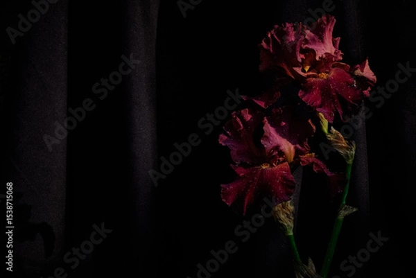 Fototapeta Dark red irises with water droplets captured in moody lighting against a black fabric backdrop. Elegant floral still life with deep shadows and rich texture