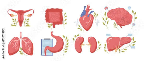 Obraz Human organs healthcare and treatment. Vector isolated set of heart, brain and cervix, lungs and liver, kidneys and stomach, digestive system. Healthy organism of people, examination and analysis
