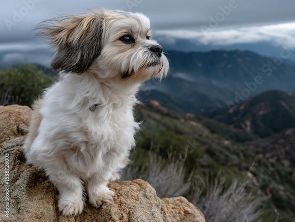 Obraz Dog on a mountaintop, gazing at the view