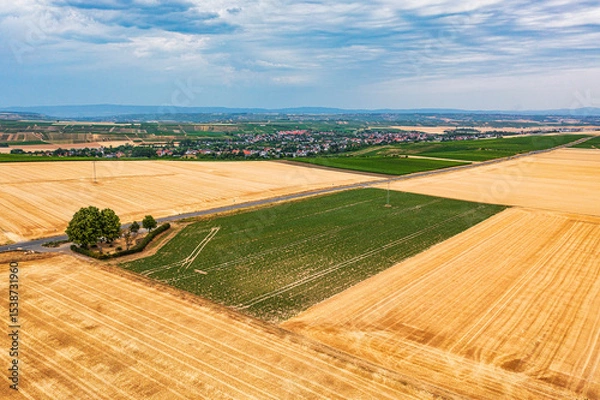 Fototapeta A bird's-eye view of grain fields in Rheinhessen