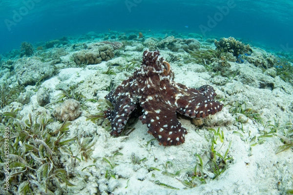Obraz An octopus, Octopus cyanea, explores a shallow seafloor of sand, seagrass, and coral in Wakatobi National Park, Indonesia. Octopus are extremely intelligent but rarely live longer than 12-15 months.