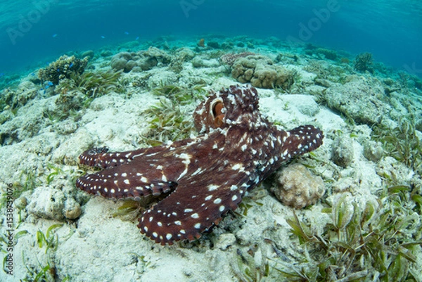Obraz An octopus, Octopus cyanea, explores a shallow seafloor of sand, seagrass, and coral in Wakatobi National Park, Indonesia. Octopus are extremely intelligent but rarely live longer than 12-15 months.