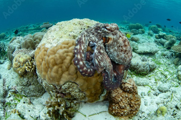 Obraz An octopus, Octopus cyanea, explores a shallow seafloor of sand, seagrass, and coral in Wakatobi National Park, Indonesia. Octopus are extremely intelligent but rarely live longer than 12-15 months.