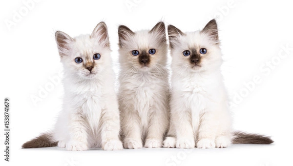 Obraz Row of 3 Sacred Birman cat kittens, sitting on a perfect row. Looking towards camera with breed specific eyes. Isolated on a white background.