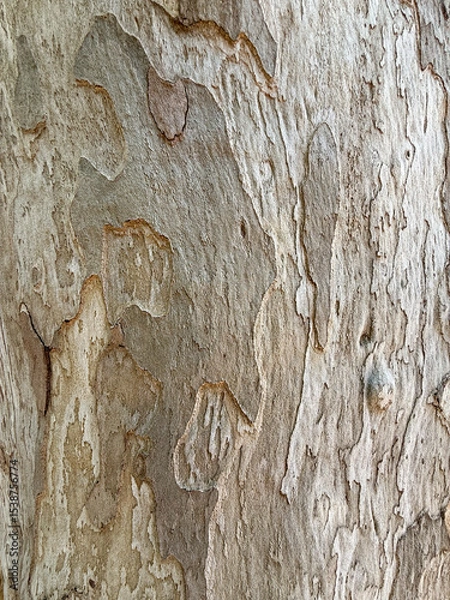 Fototapeta Close-up of textured tree bark with natural patterns and shades of brown. The surface shows peeling layers and rough textures, highlighting the organic beauty of wood.