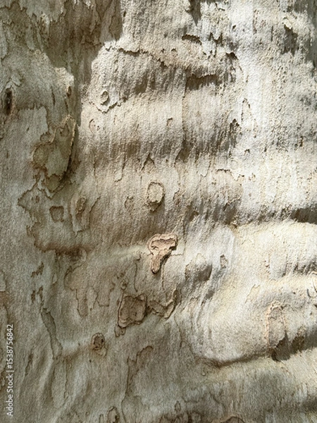 Fototapeta Close-up of textured tree bark with natural patterns and light shadows. The surface shows grooves and irregularities, highlighting the organic beauty of nature.