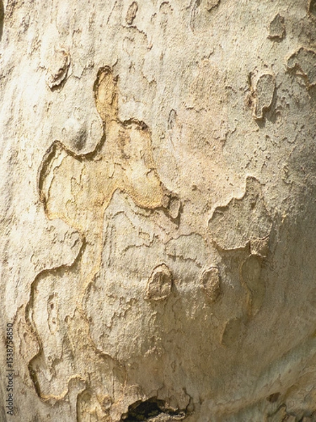 Fototapeta Close-up of textured tree bark with natural patterns. The surface shows various shades of brown and cream, highlighting the organic design of the wood.