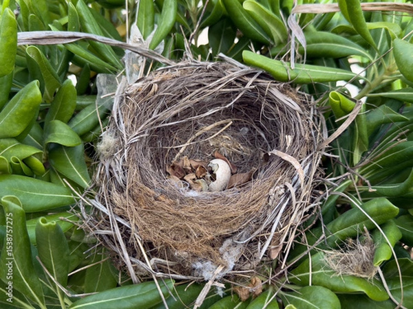 Fototapeta A bird's nest made of twigs and grass, located among green foliage. One egg is visible inside the nest, indicating the presence of potential hatchlings.