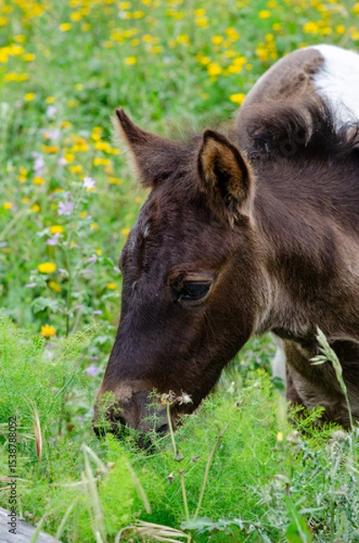 Obraz Close up of a young foal peacefully eating fresh grass in a blooming meadow. Rural countryside atmosphere and spring wildlife concept invite feelings of nature and tranquility.