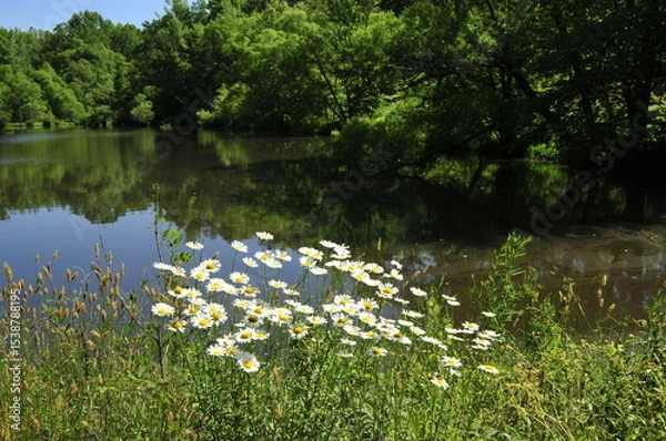 Fototapeta Lake  surrounded  by trees and daises in foreground