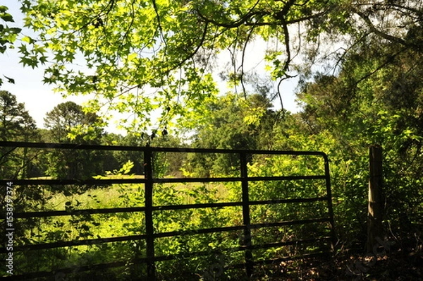Fototapeta Gate  to pasture with overhanging trees in the morning light