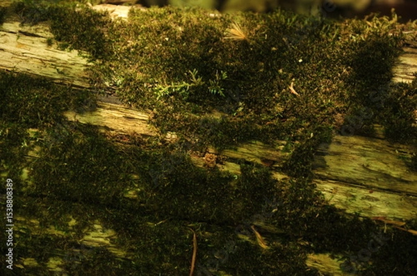Fototapeta Green moss and lichen on old tree