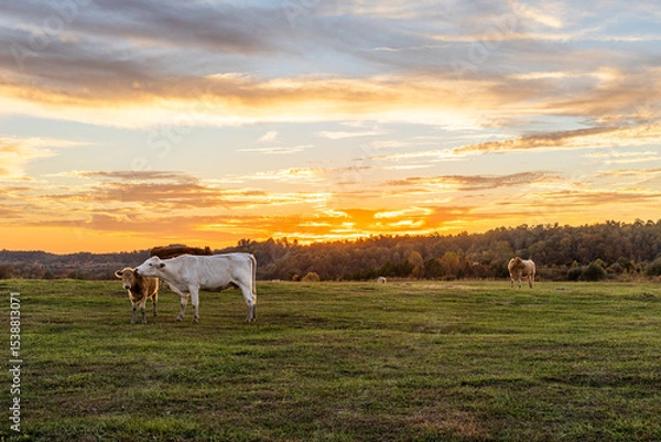 Obraz Sunset on the Farm