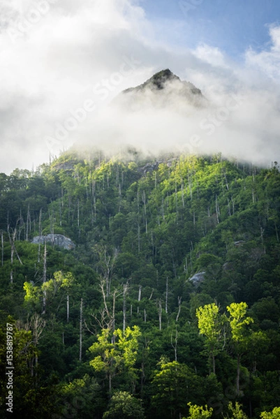 Obraz Mountains Cover with Forest