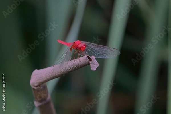 Obraz Scarlet skimmer