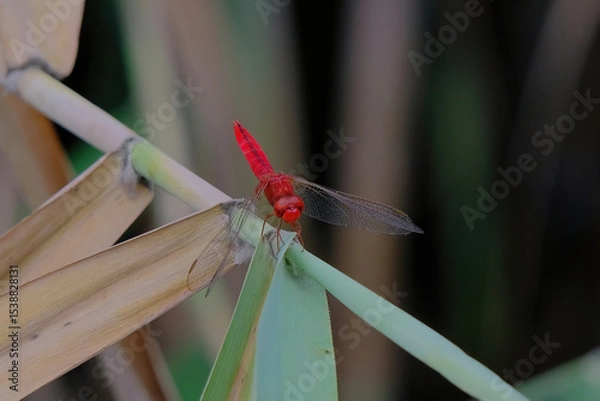 Obraz Scarlet skimmer