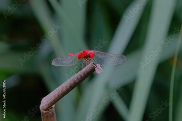 Obraz Scarlet skimmer