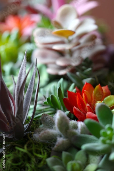 Fototapeta A macro photo of colorful bromeliads.