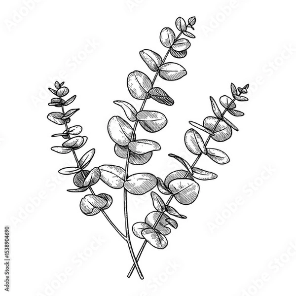 Fototapeta Multiple Eucalyptus Branches Detailed Botanical Black and White Outline Line Art Drawing Illustration Vintage Style