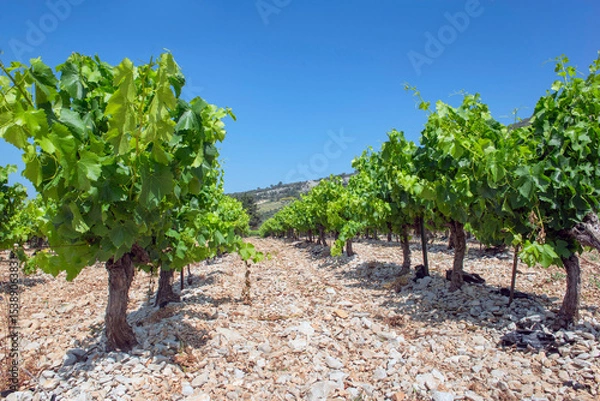 Fototapeta rows of vine vine with green foliage growing in summer under blue sky in the vineyard in France, vaucluse
