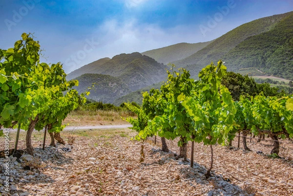 Fototapeta vine with green foliage growing in summer under a sunny sky in the vineyard in France, vaucluse