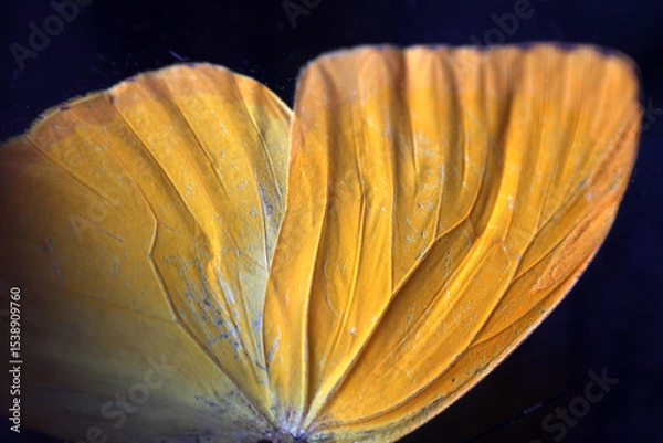 Fototapeta A macro photo of butterfly wings showing color, and intricate patterns