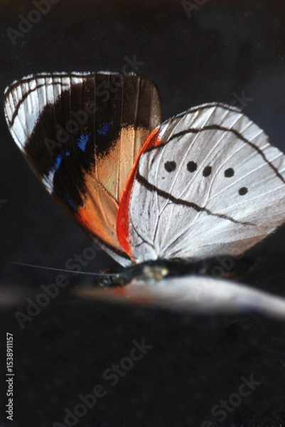 Fototapeta A macro photo of butterfly wings showing color, and intricate patterns
