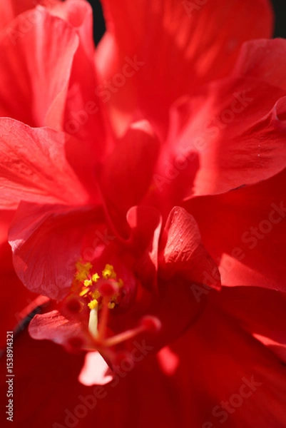 Fototapeta A detailed macro photo of a red hibiscus flower
