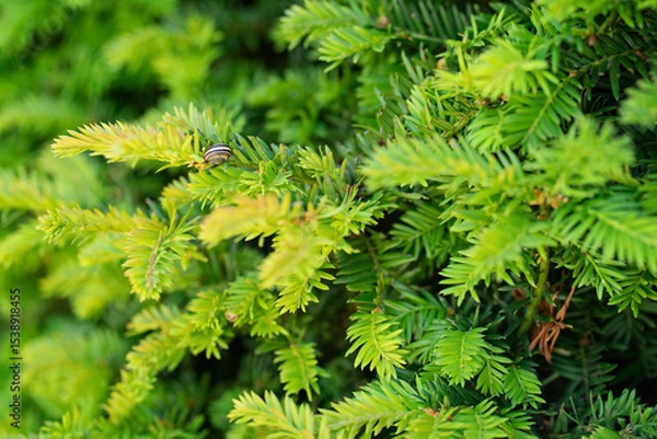 Fototapeta Close-up of a small striped snail resting on vibrant green conifer branches. Natural summer background with shallow depth of field and rich texture.