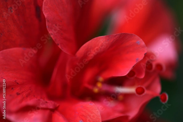 Fototapeta A detailed macro photo of a red hibiscus flower