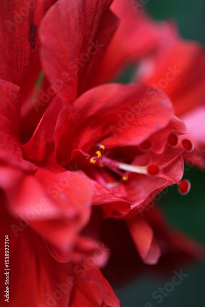 Fototapeta A detailed macro photo of a red hibiscus flower
