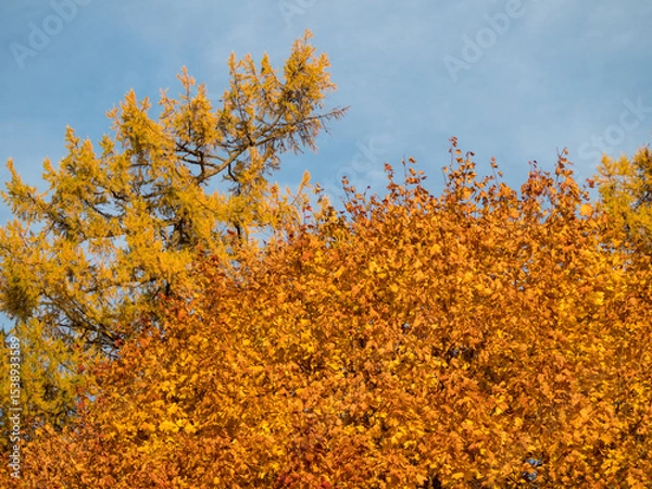Obraz maple leaves in autumn
